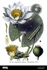 Attēlu rezultāti vaicājumam “Nymphaea alba”