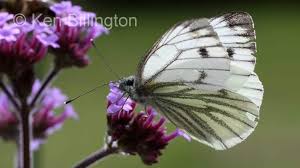 Attēlu rezultāti vaicājumam “Pieris napi”