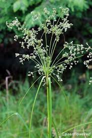 Attēlu rezultāti vaicājumam “Scirpus sylvaticus flower”
