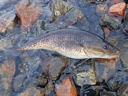 Image result for Gadus macrocephalus