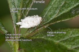 Attēlu rezultāti vaicājumam “Orthezia urticae”