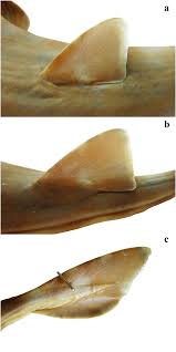 Image result for Acroteriobatus annulatus