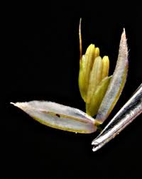 Attēlu rezultāti vaicājumam “Holcus lanatus  flower”