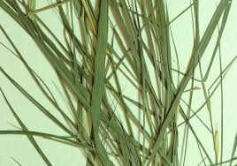 Attēlu rezultāti vaicājumam “Agrostis capillaris”