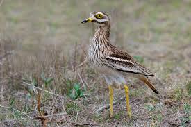 Image result for Burhinus oedicnemus