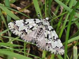 Attēlu rezultāti vaicājumam “Moma alpium”