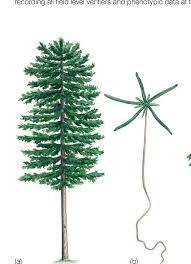 Attēlu rezultāti vaicājumam “Abies alba”