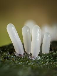 Attēlu rezultāti vaicājumam “Stemonitopsis typhina”