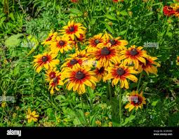 Attēlu rezultāti vaicājumam “Rudbeckia hirta var. pulcherrima”