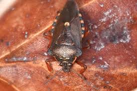 Attēlu rezultāti vaicājumam “Pinthaeus sanguinipes imago”