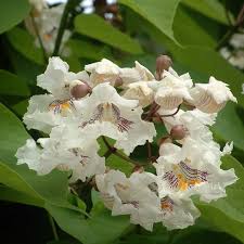 Attēlu rezultāti vaicājumam “Catalpa”
