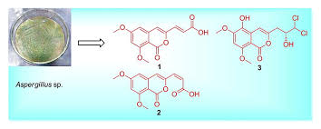 Attēlu rezultāti vaicājumam “Cetrelia sp.”
