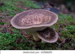 Attēlu rezultāti vaicājumam “Polyporus tuberaster”