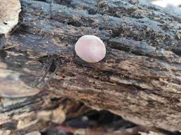 Attēlu rezultāti vaicājumam “Reticularia lycoperdon”