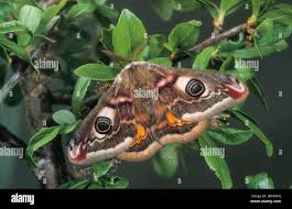 Attēlu rezultāti vaicājumam “Saturnia pavonia cocoon”