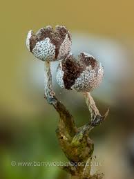 Attēlu rezultāti vaicājumam “Physarum bryocorticola”