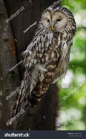 Attēlu rezultāti vaicājumam “Strix uralensis adult”