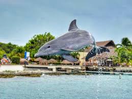 Image result for Adventure Dolphin