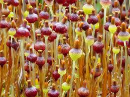 Attēlu rezultāti vaicājumam “Bryum neodamense macro”