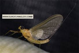 Attēlu rezultāti vaicājumam “Heptagenia sulphurea”