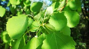 Attēlu rezultāti vaicājumam “Populus x gileadensis leaf”