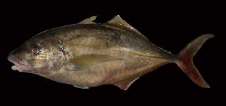 Image result for Pseudocaranx dentex