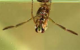 Attēlu rezultāti vaicājumam “Notonecta glauca”