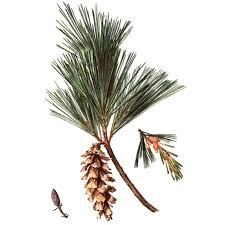 Attēlu rezultāti vaicājumam “Pinus”