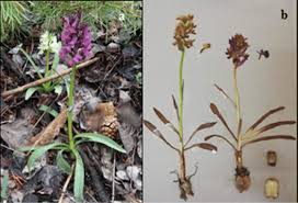 Attēlu rezultāti vaicājumam “Dactylorhiza”