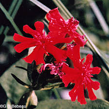 Attēlu rezultāti vaicājumam “Silene chalcedonica leaf”