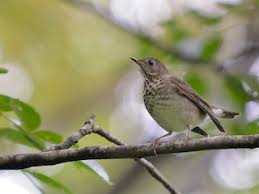 Image result for Catharus minimus