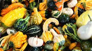 Attēlu rezultāti vaicājumam “Cucurbitaceae”