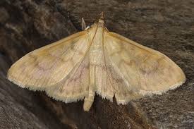 Attēlu rezultāti vaicājumam “Paratalanta hyalinalis”