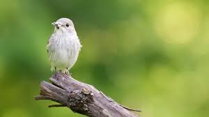 Attēlu rezultāti vaicājumam “Muscicapa striata”