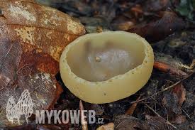 Attēlu rezultāti vaicājumam “Peziza varia”