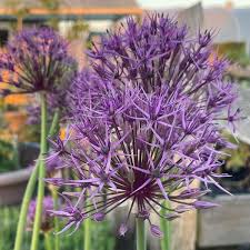 Attēlu rezultāti vaicājumam “Allium holandicum leaf”
