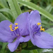 Attēlu rezultāti vaicājumam “Tradescantia virginiana flower”