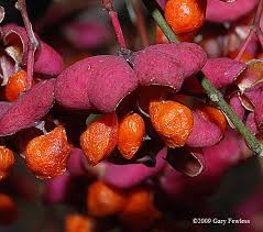 Attēlu rezultāti vaicājumam “Euonymus fruit”