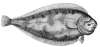 Image result for Solea solea