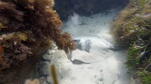 Image result for Bathytoshia brevicaudata