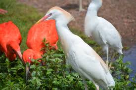 Attēlu rezultāti vaicājumam “Bubulcus ibis”