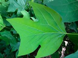 Attēlu rezultāti vaicājumam “Liriodendron tulipifera leaf”