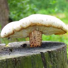 Attēlu rezultāti vaicājumam “Lentinus lepideus”