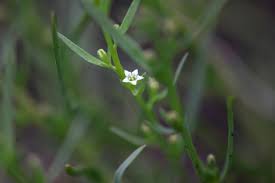 Attēlu rezultāti vaicājumam “Thesium alpinum leaf”