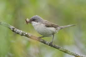 Attēlu rezultāti vaicājumam “Sylvia curruca adult”