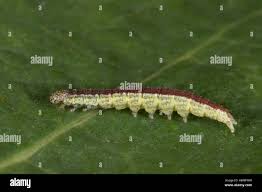 Attēlu rezultāti vaicājumam “Ypsolopha dentella”