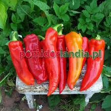 Afbeeldingsresultaat voor aconcagua sweet pepper