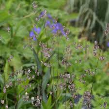 Attēlu rezultāti vaicājumam “Briza media flower”