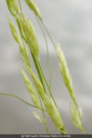 Attēlu rezultāti vaicājumam “Leersia oryzoides”