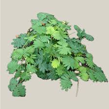 Attēlu rezultāti vaicājumam “Sagina procumbens fruit”